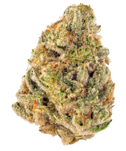 Triangle Kush strain