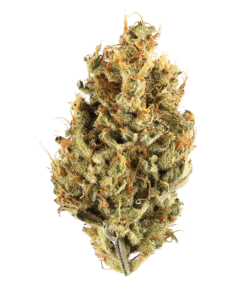 Buy G13 Strain Online in Athens